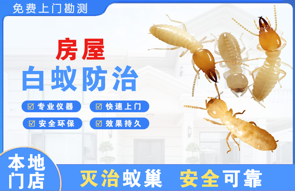 清镇房屋白蚁防治